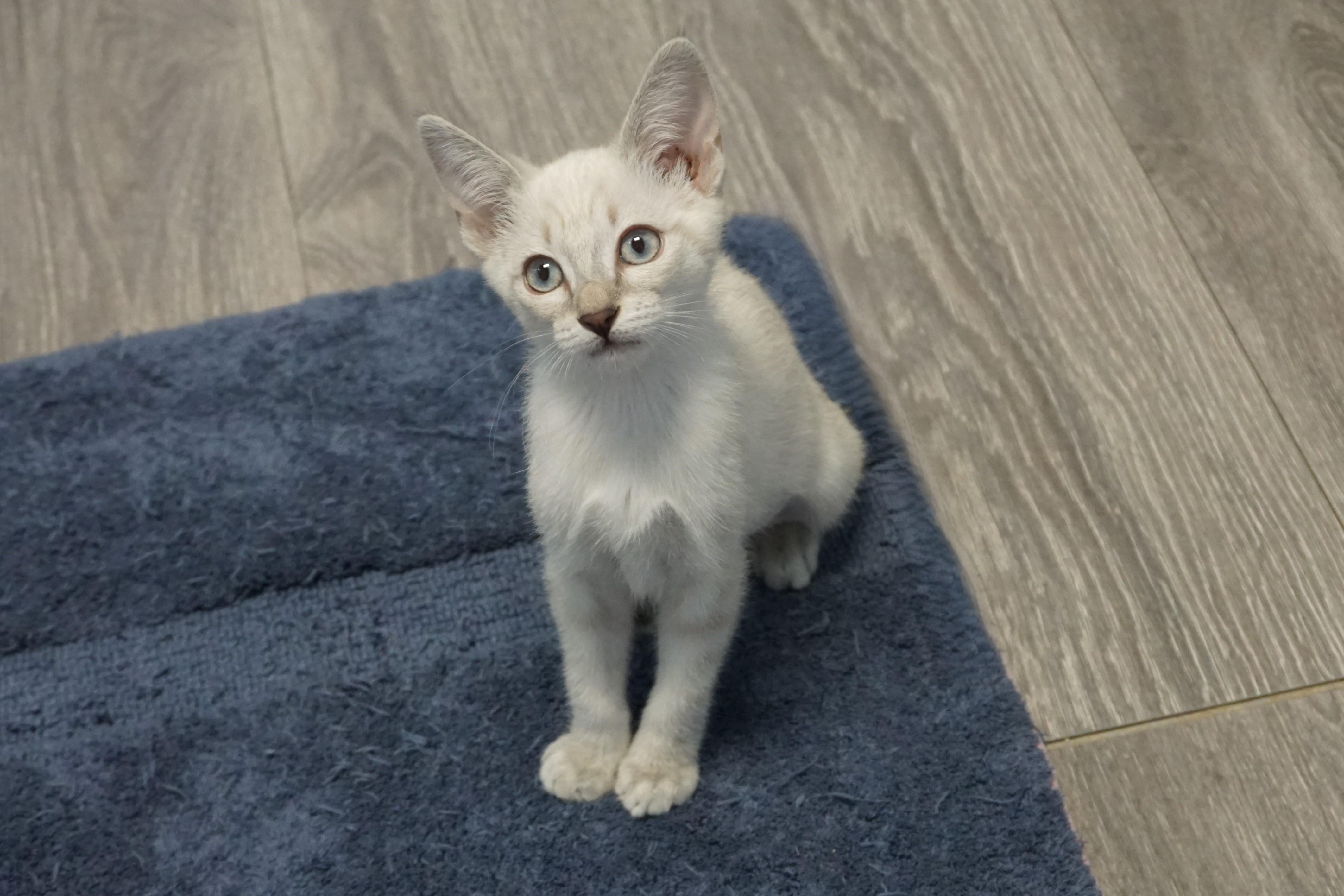 Enlarge Alba, an adopted Domestic Short Hair in Fountain Hills, AZ image 4/6