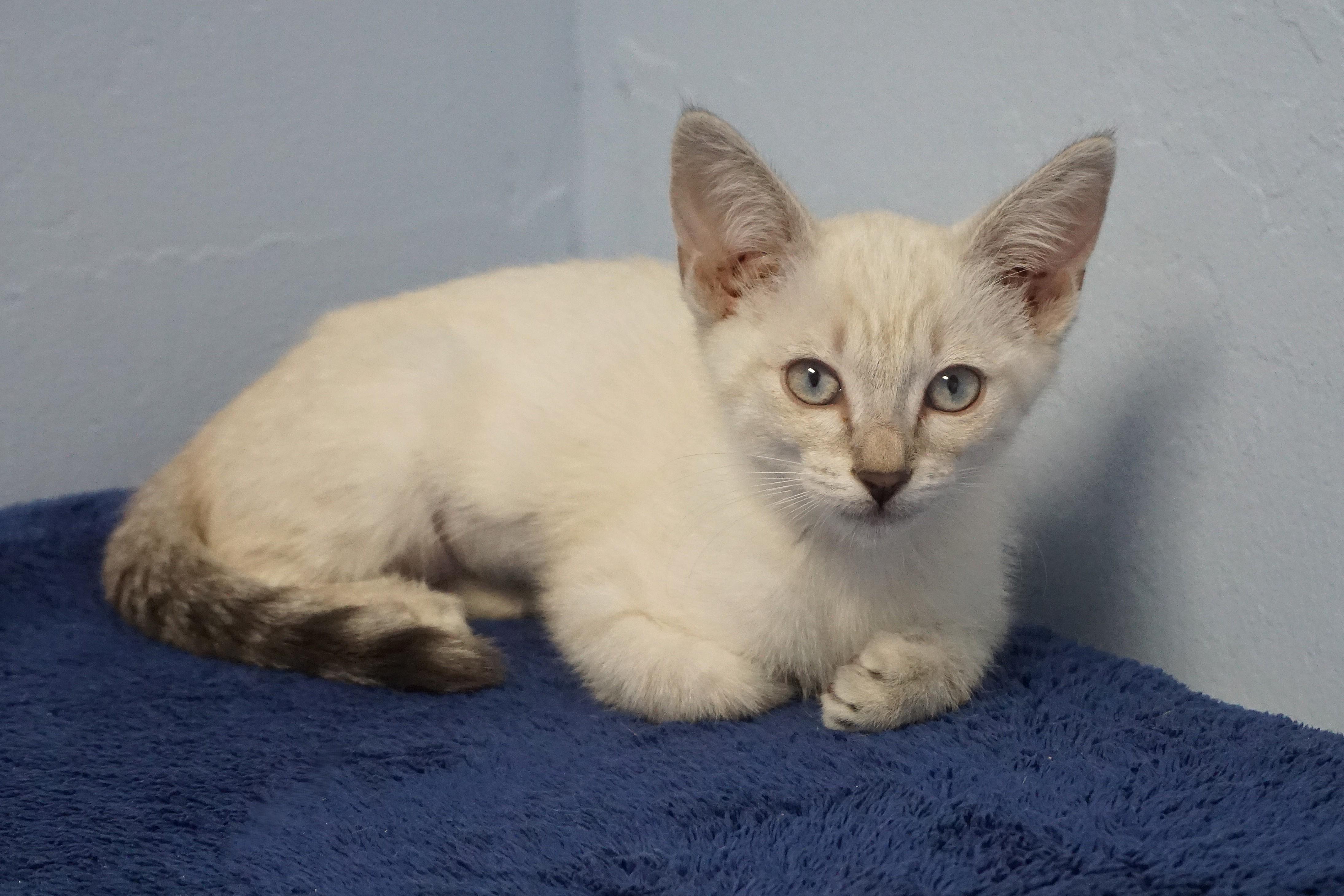 Enlarge Alba, an adopted Domestic Short Hair in Fountain Hills, AZ image 6/6