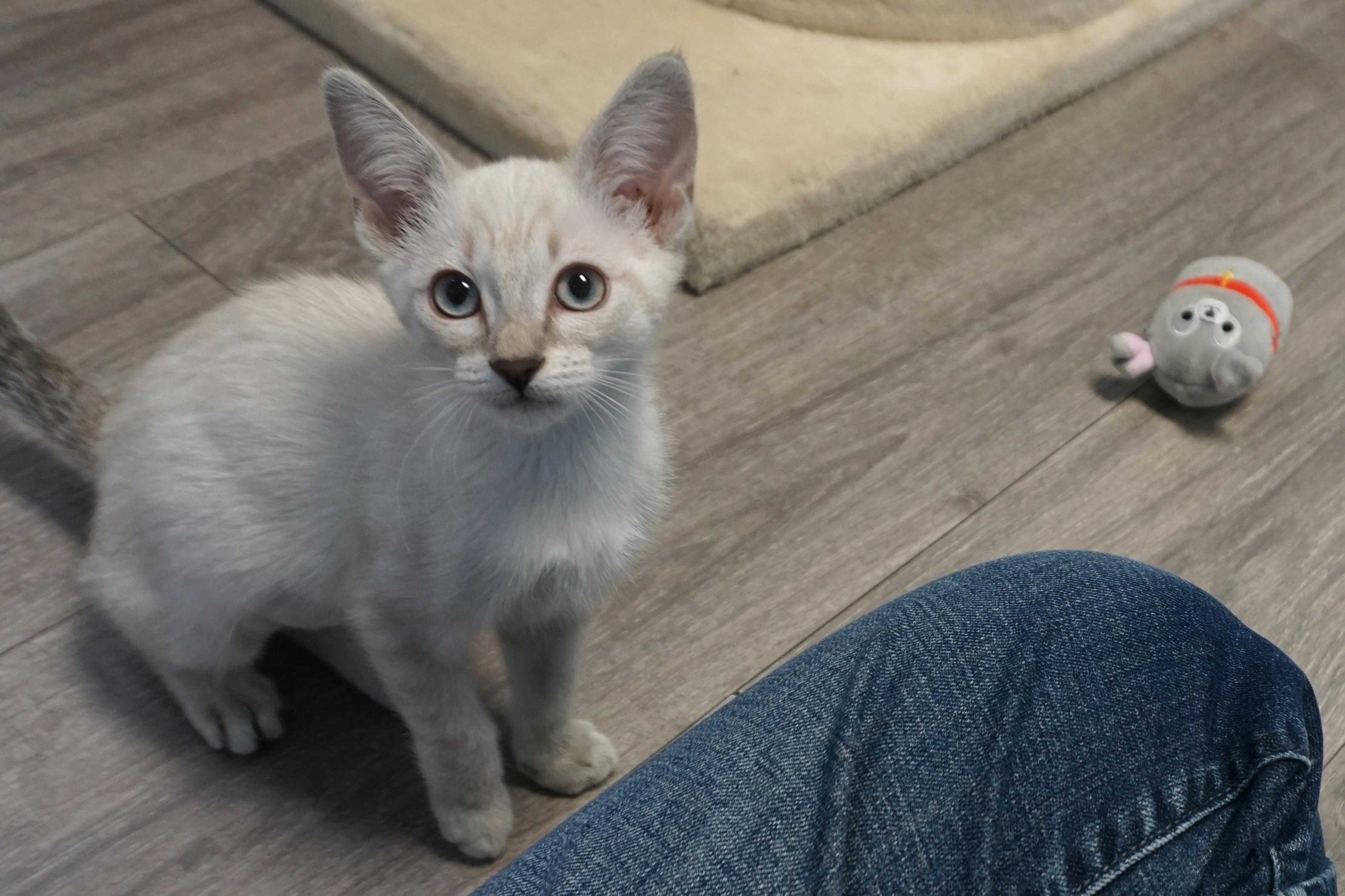 Enlarge Alba, an adopted Domestic Short Hair in Fountain Hills, AZ image 3/6