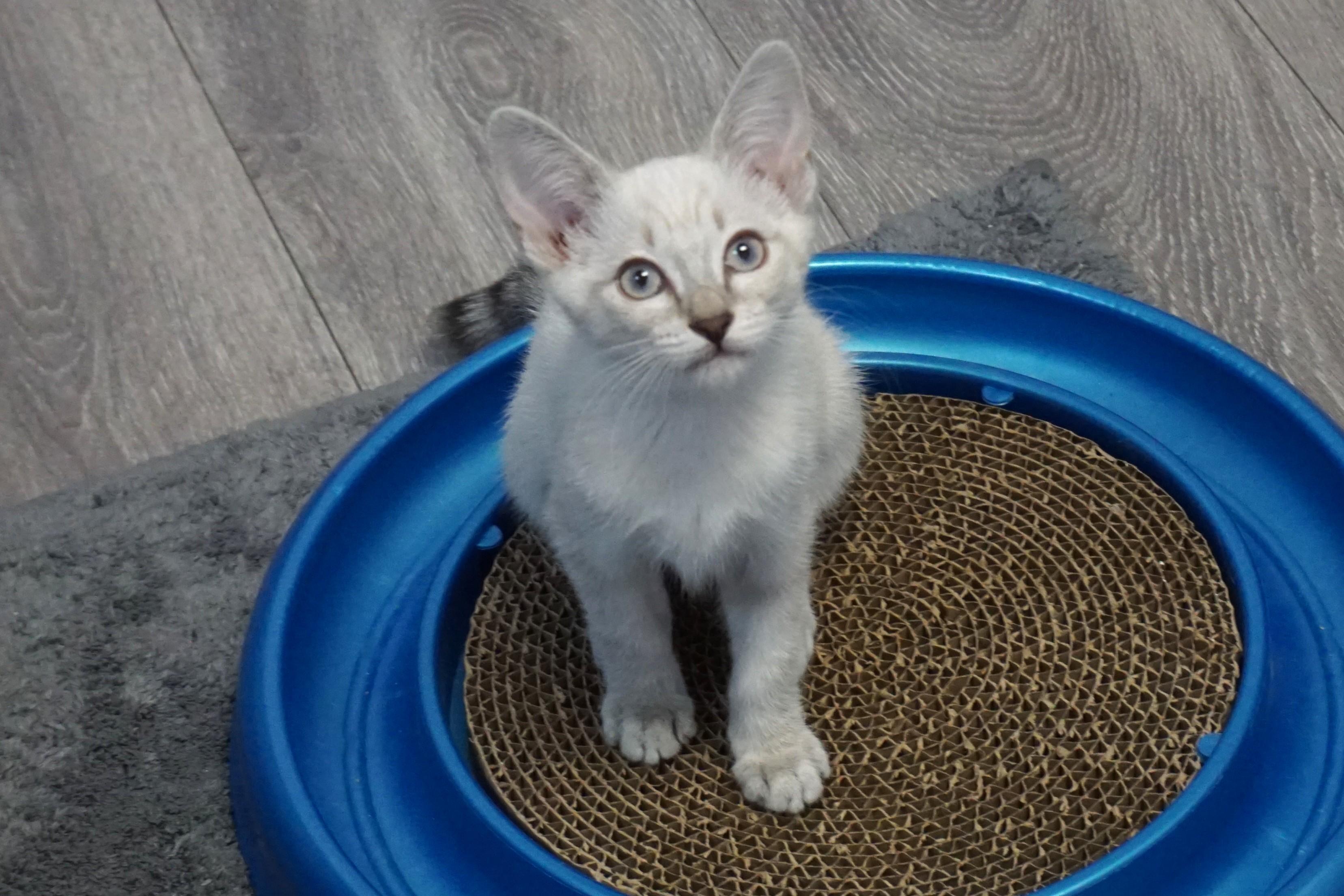 Alba, adopted, Kitten Female Domestic Short Hair.
