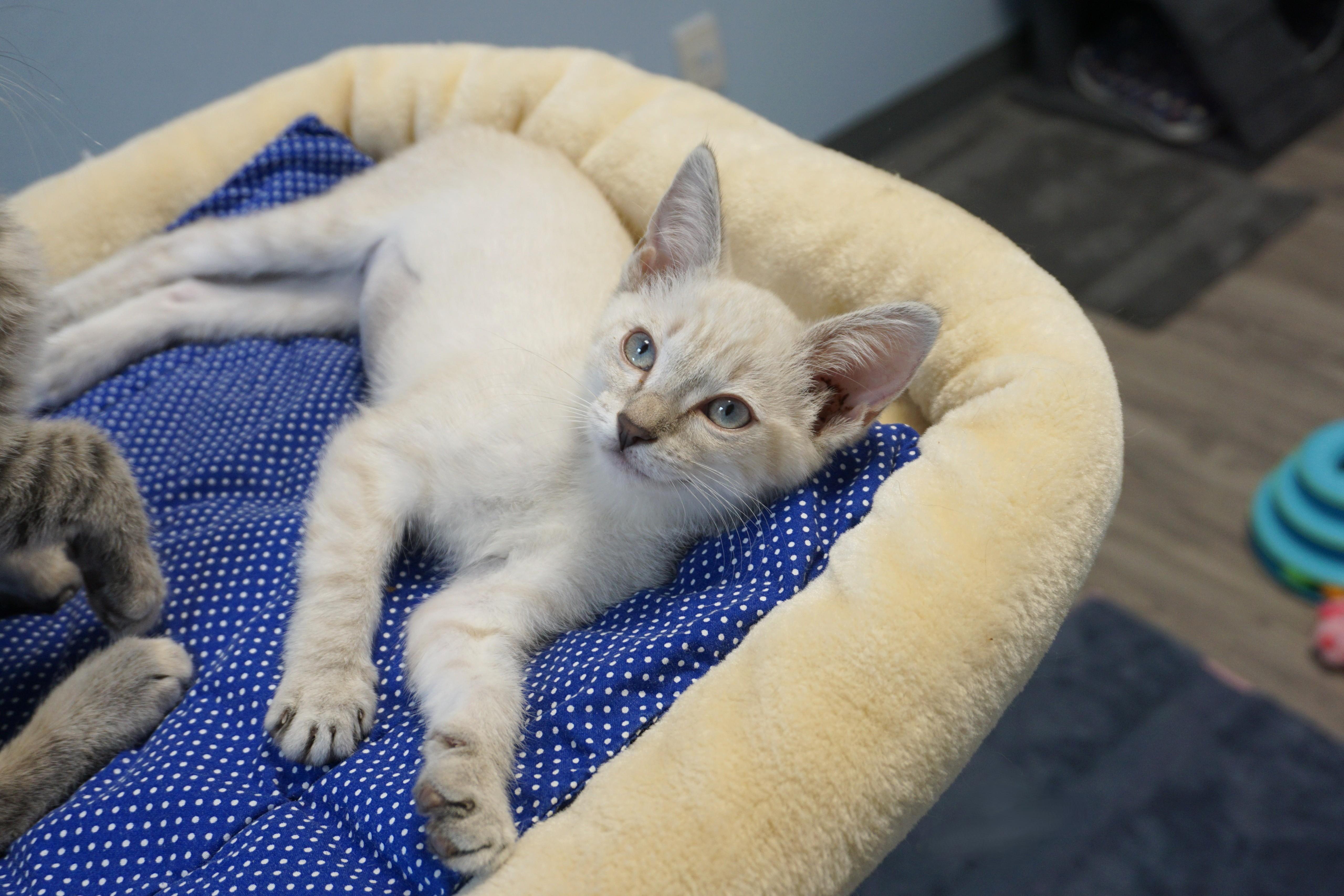 Enlarge Alba, an adopted Domestic Short Hair in Fountain Hills, AZ image 5/6