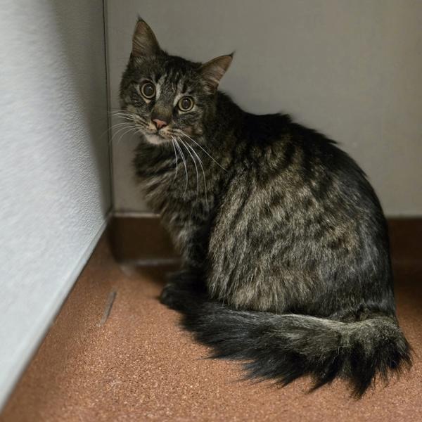 Enlarge Zaytoon, a Adoptable mixed breed in Dublin, CA image 1/1