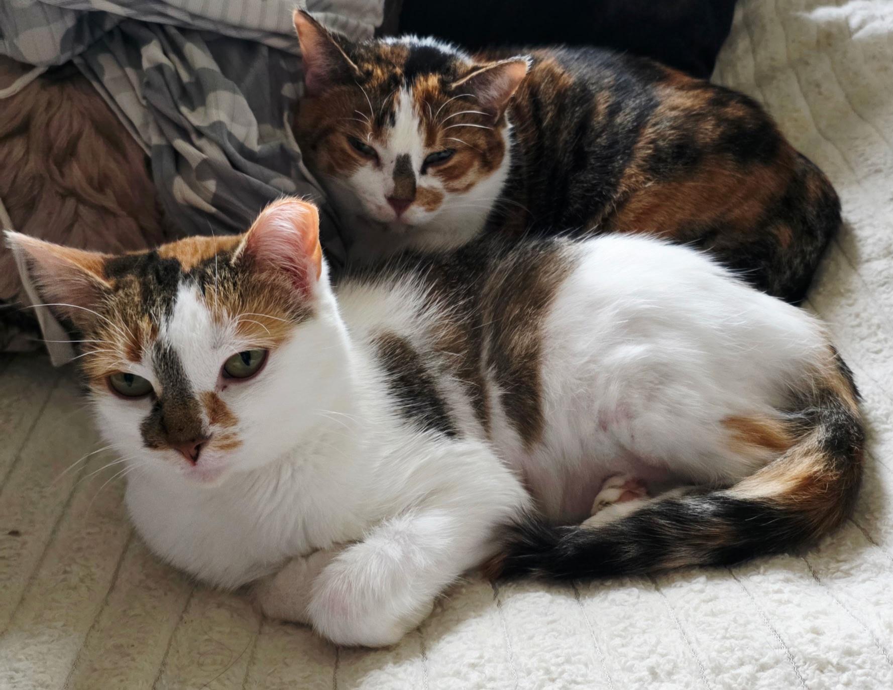 Enlarge Angel & Stormy, a Adoptable Calico in Mount Clemens, MI image 4/5
