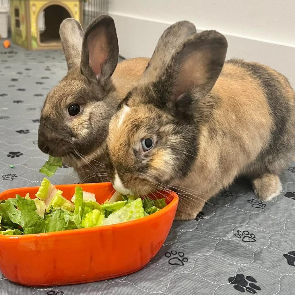 Cinnabun & Latte, Adoptable, Adult Male Harlequin & Cinnamon.