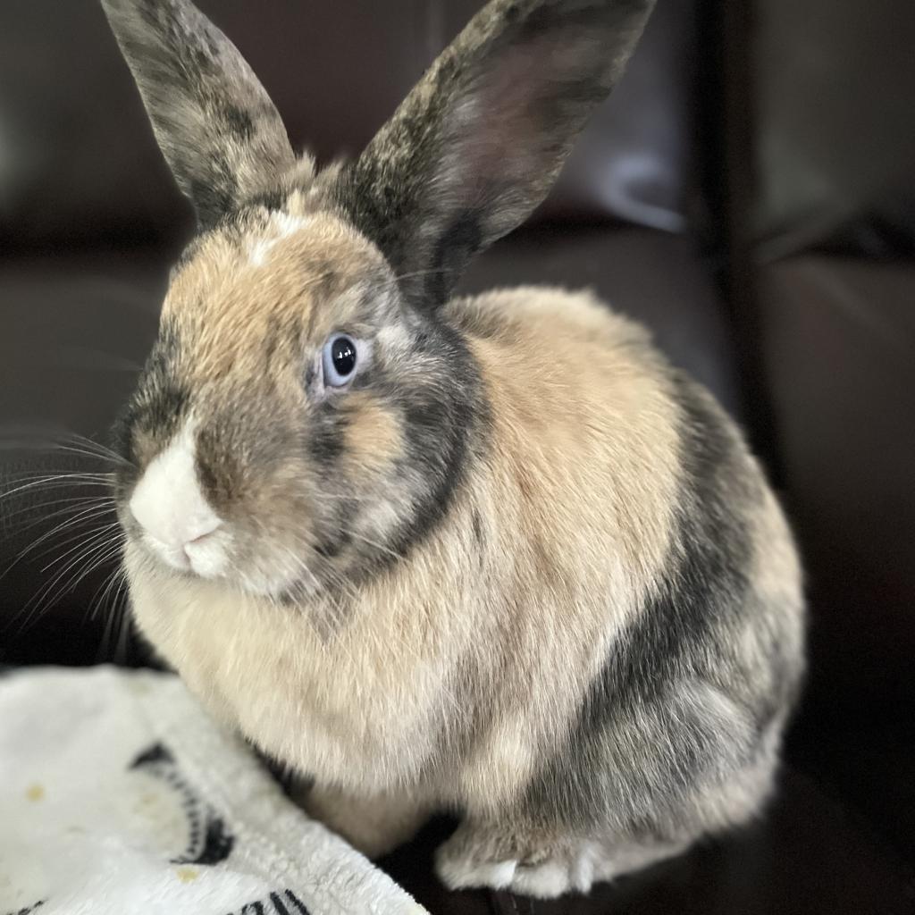 Enlarge Cinnabun & Latte, a Adoptable mixed breed in Miami, FL image 2/6