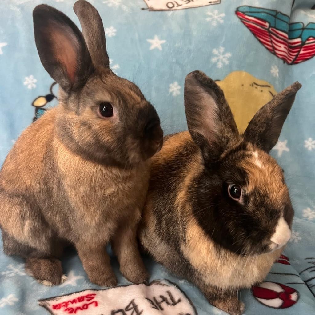 Enlarge Cinnabun & Latte, a Adoptable mixed breed in Miami, FL image 3/6