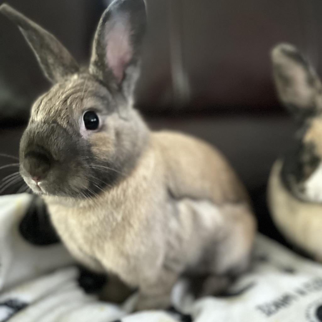 Enlarge Cinnabun & Latte, a Adoptable mixed breed in Miami, FL image 5/6