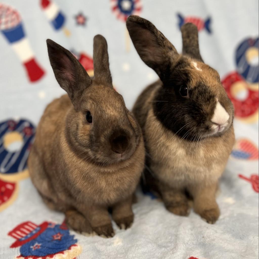 Enlarge Cinnabun & Latte, a Adoptable mixed breed in Miami, FL image 6/6