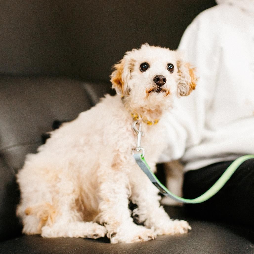 Enlarge Gracie, a Adoptable mixed breed in Saint Cloud, MN image 1/6