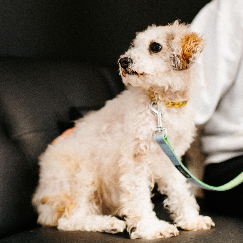 Enlarge Gracie, a Adoptable mixed breed in Saint Cloud, MN image 2/6