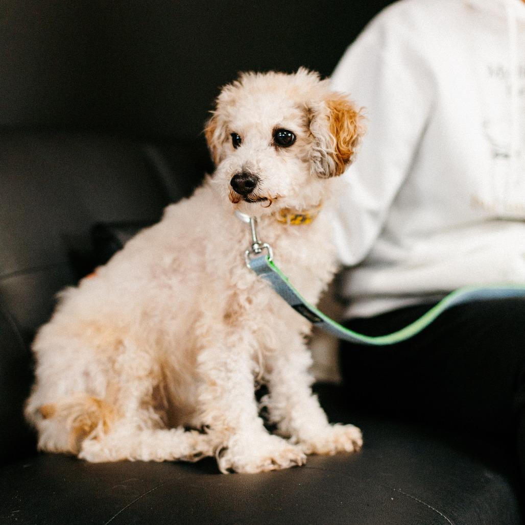 Enlarge Gracie, a Adoptable mixed breed in Saint Cloud, MN image 3/6