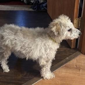 Enlarge Gracie, a Adoptable mixed breed in Saint Cloud, MN image 5/6