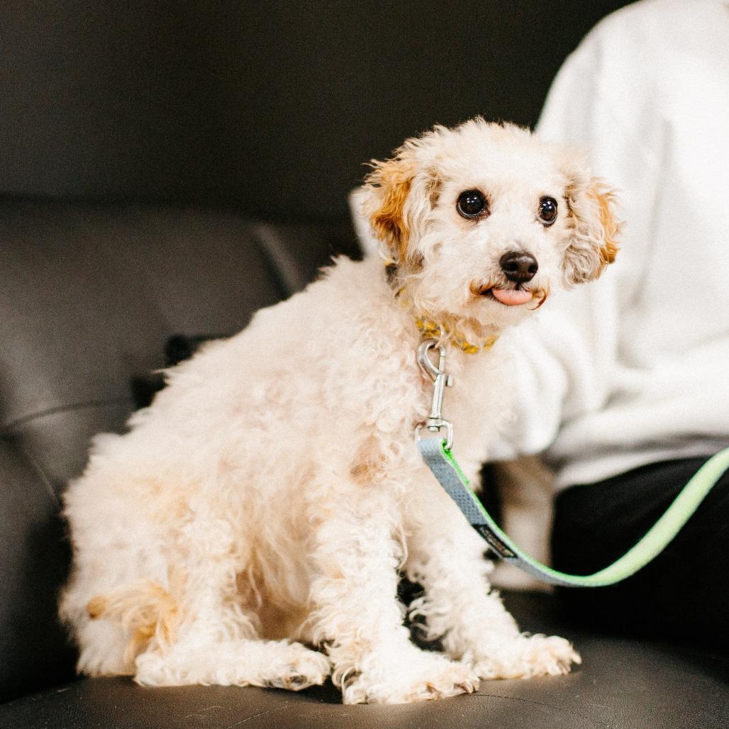 Enlarge Gracie, a Adoptable mixed breed in Saint Cloud, MN image 6/6