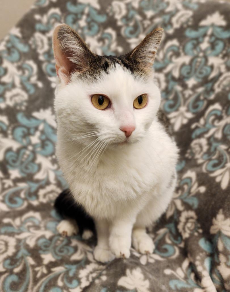 Abigail, Adoptable, Senior Female Domestic Short Hair.