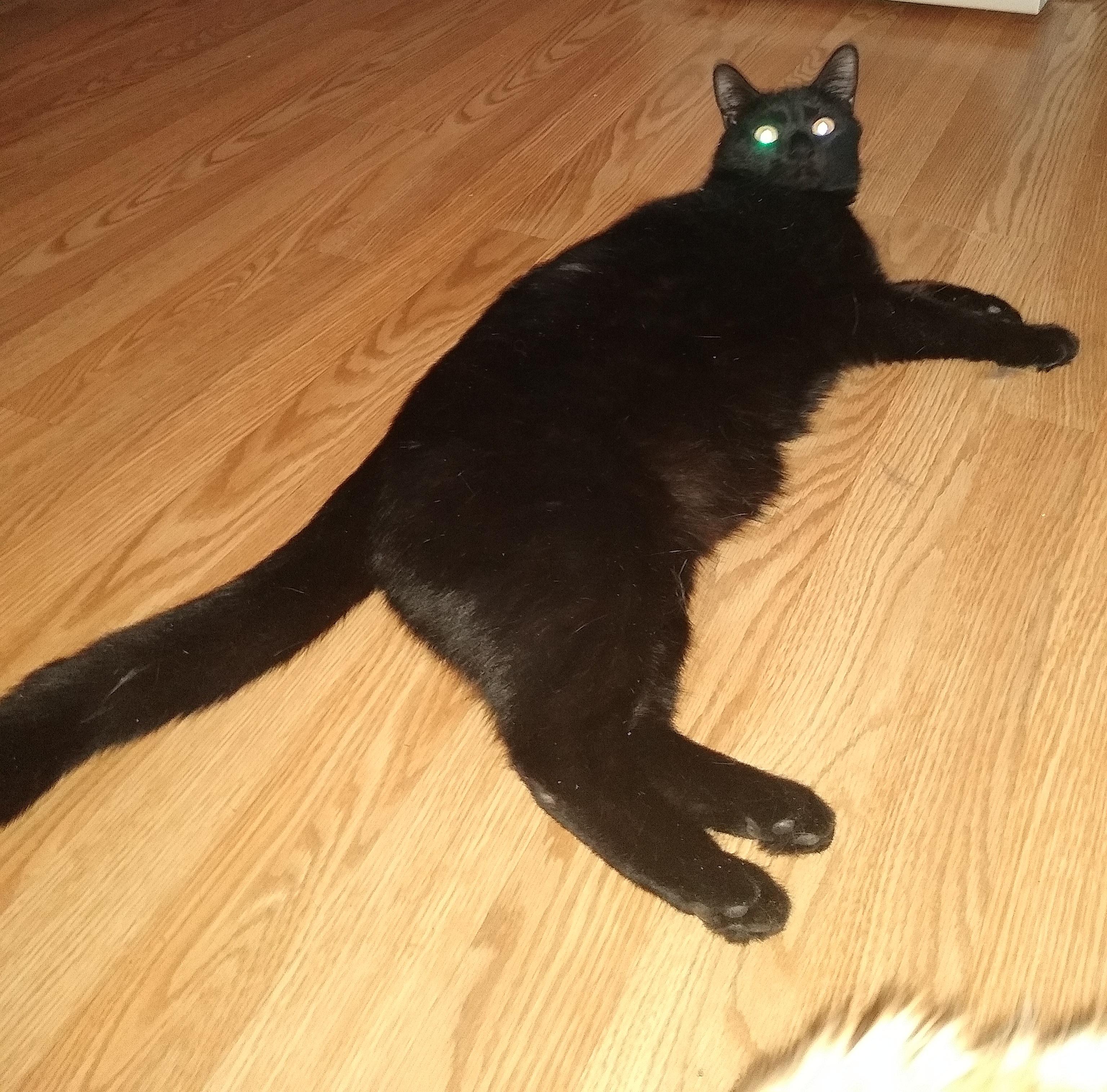 Enlarge Pantera, a ADOPTABLE Domestic Short Hair in Syracuse, NY image 2/5