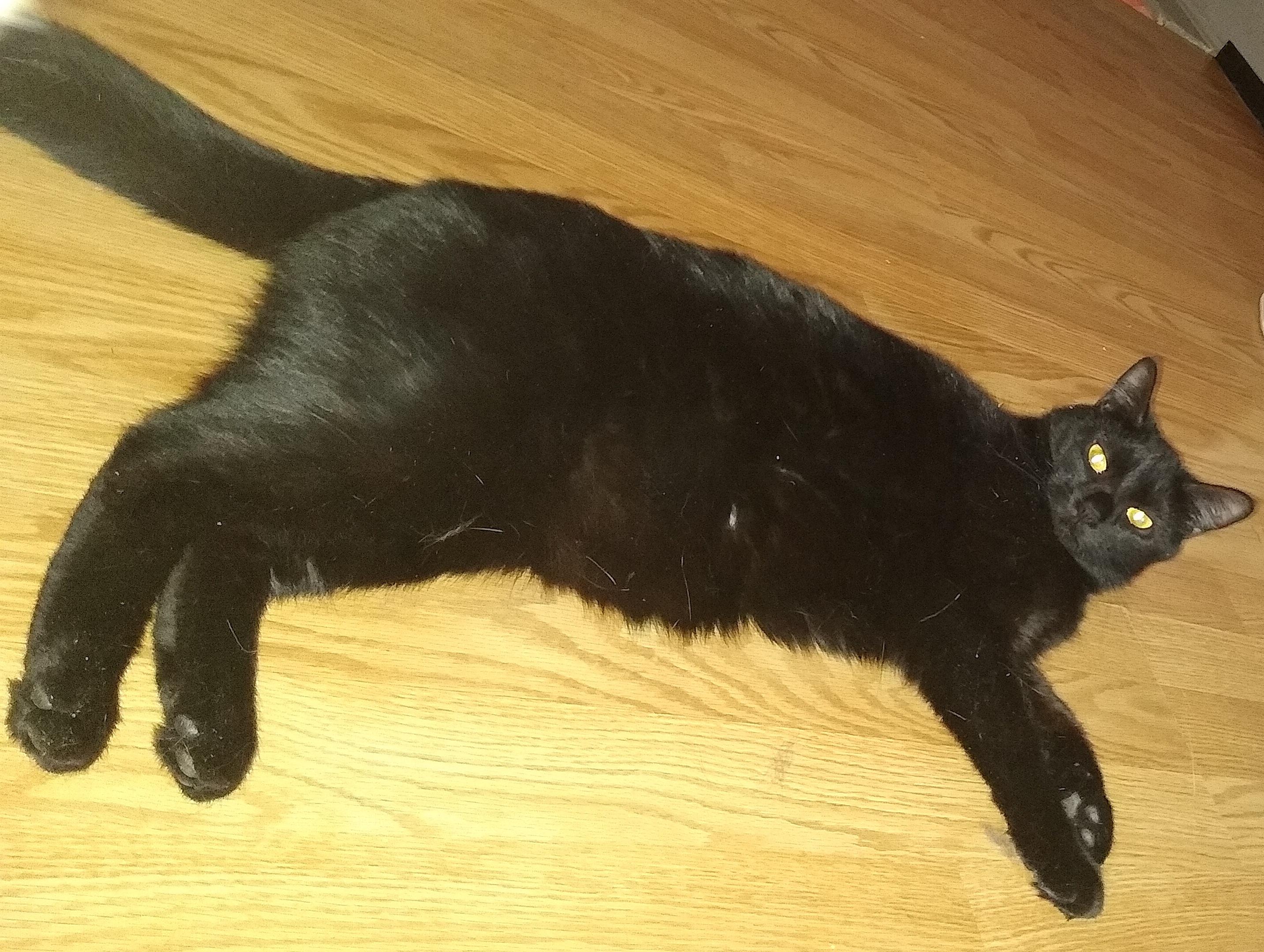 Enlarge Pantera, a ADOPTABLE Domestic Short Hair in Syracuse, NY image 4/5