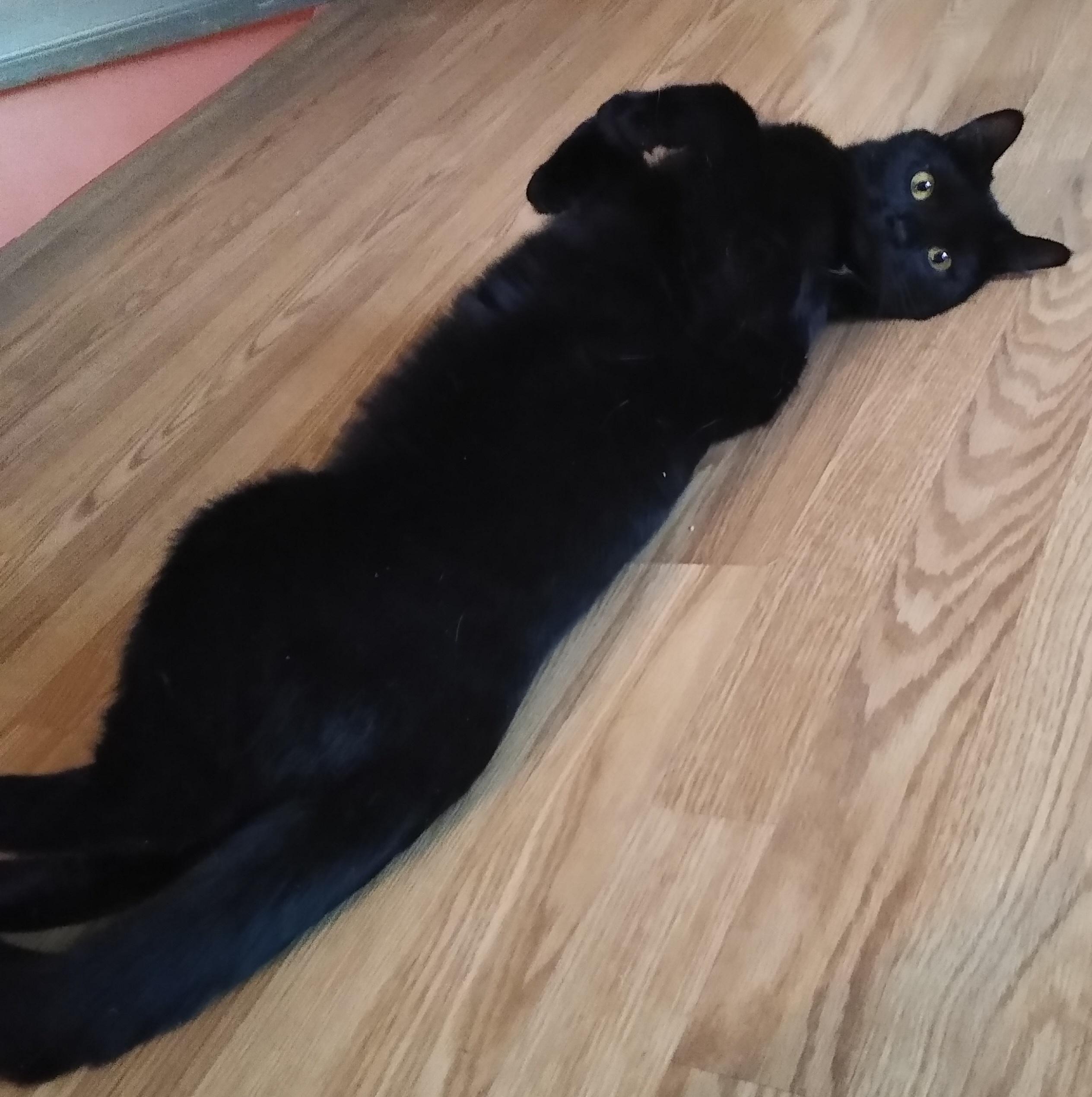 Enlarge Pantera, a ADOPTABLE Domestic Short Hair in Syracuse, NY image 5/5