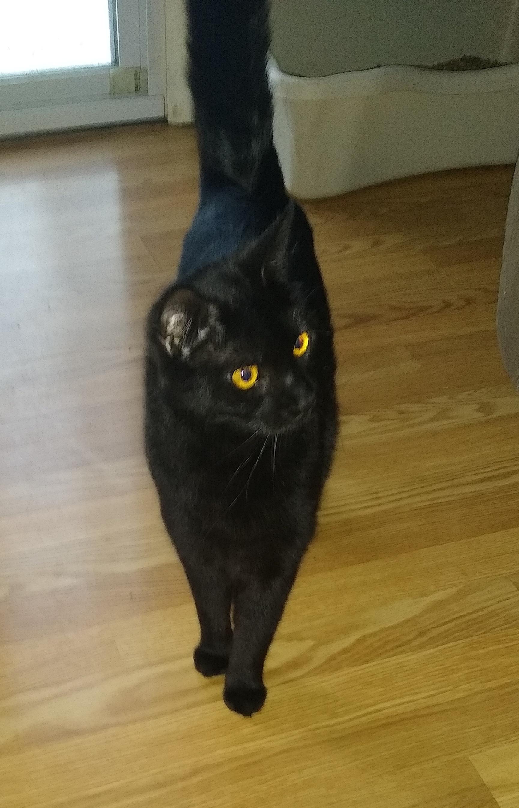 Pantera, ADOPTABLE, Adult Female Domestic Short Hair.