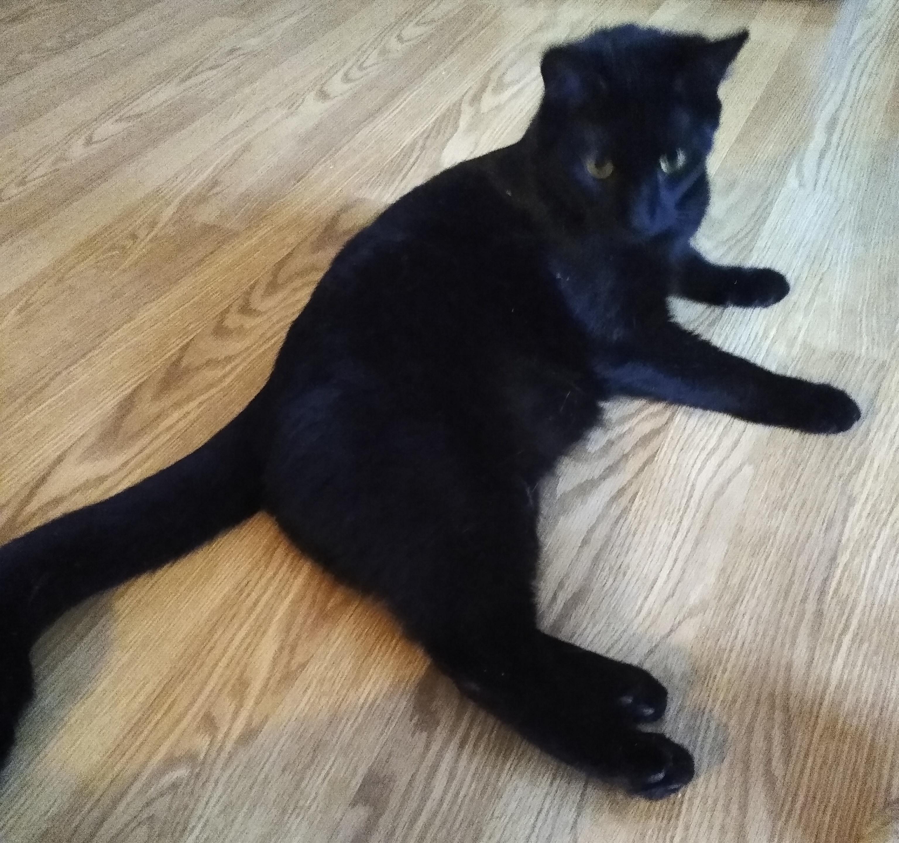 Enlarge Pantera, a ADOPTABLE Domestic Short Hair in Syracuse, NY image 3/5