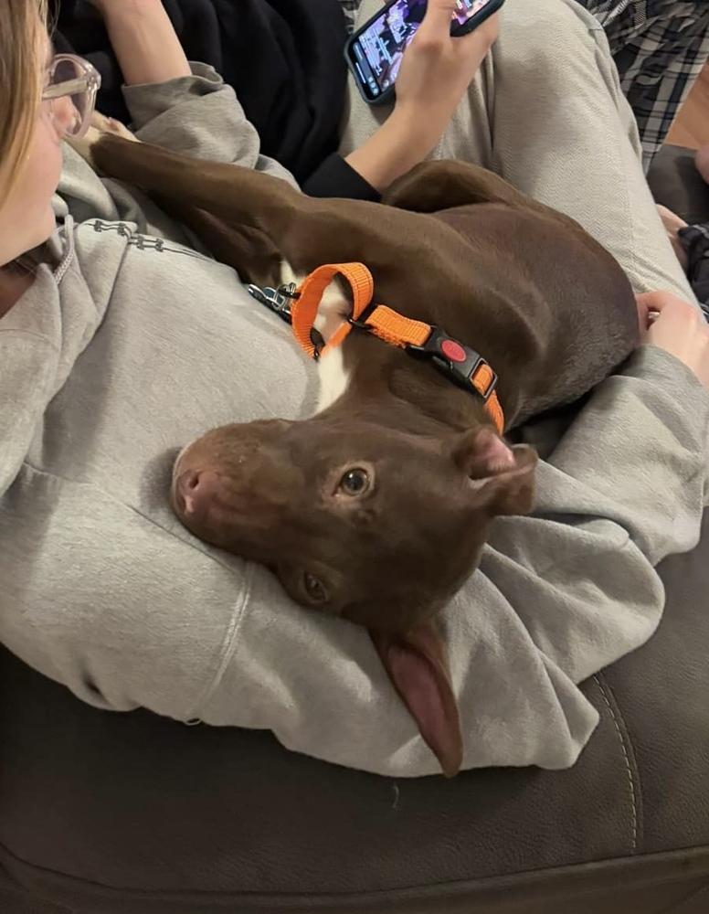 Hazel, Adoptable, Young Female Labrador Retriever & Terrier.