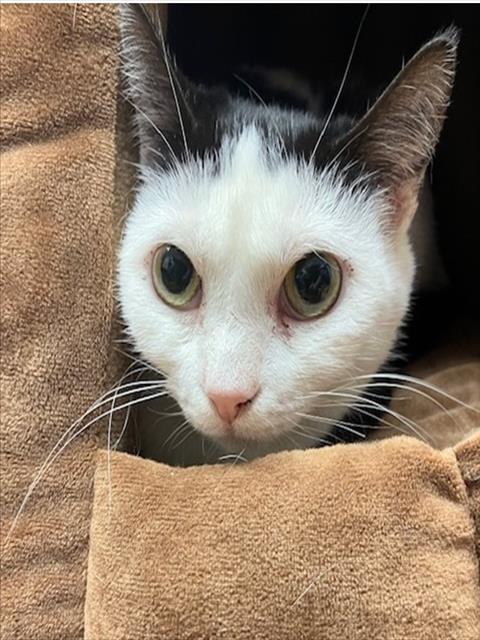 MOO MOO, Adoptable, Young Female Domestic Short Hair.