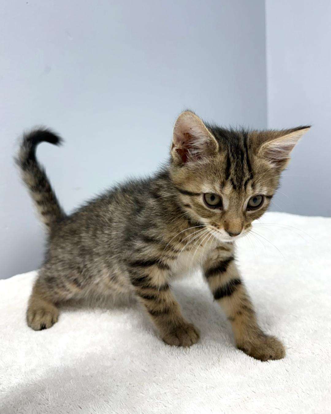 Enlarge Warbler, a ADOPTABLE Domestic Short Hair in Mount Vernon, OH image 1/1