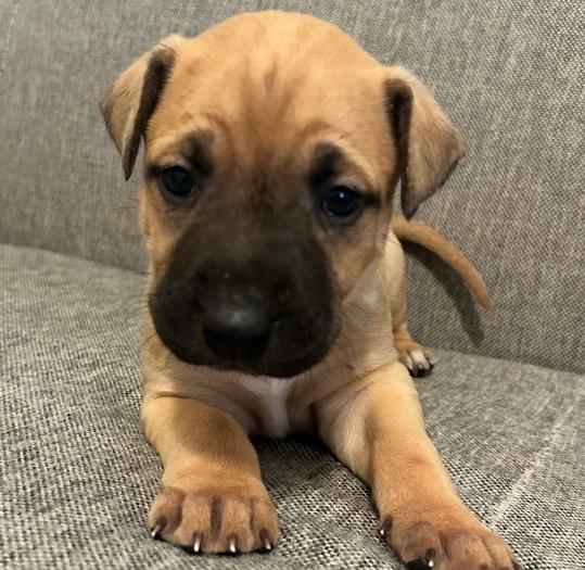 Honey — thumbnail 5