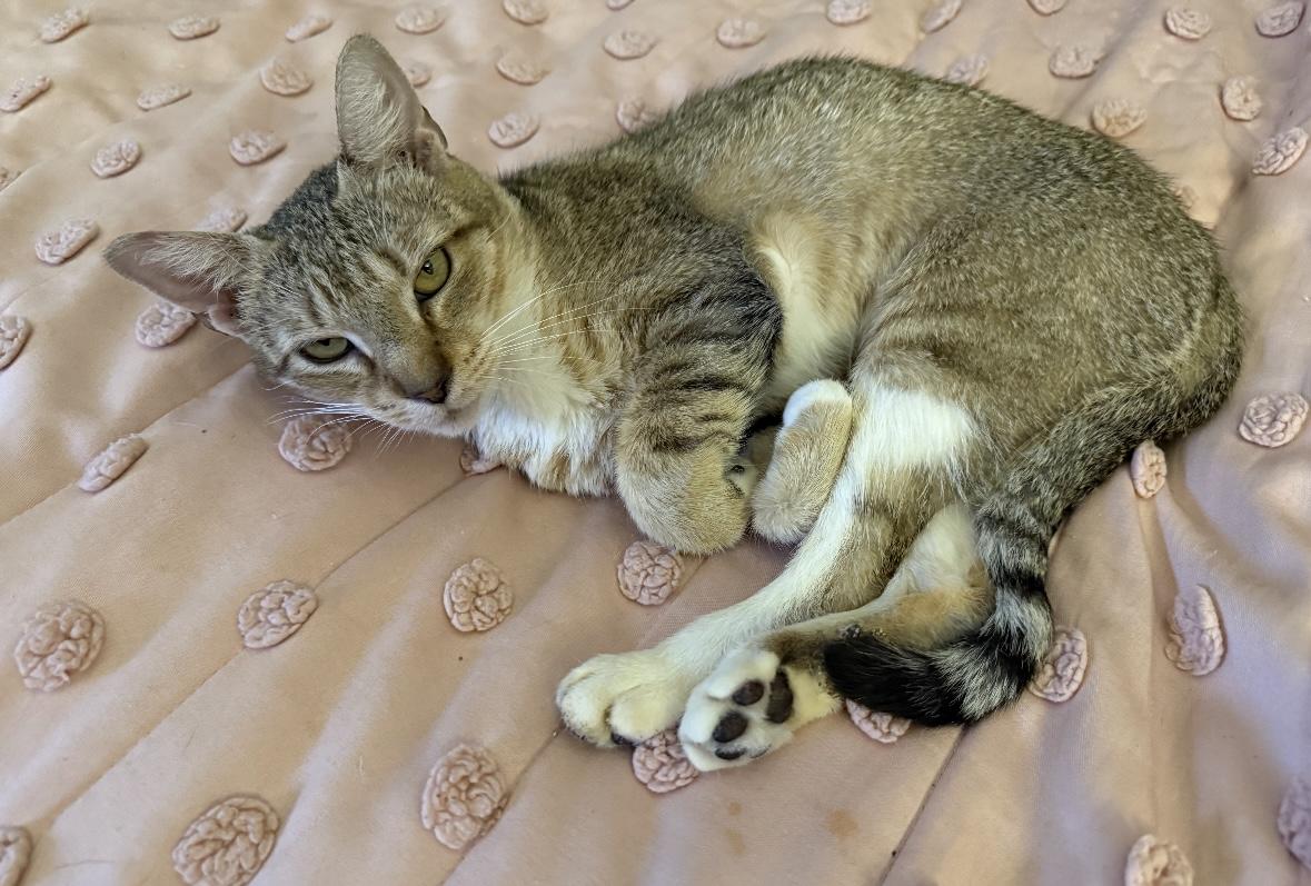 Enlarge Strawberry, a Adopted Domestic Short Hair in St Petersburg, FL image 1/1