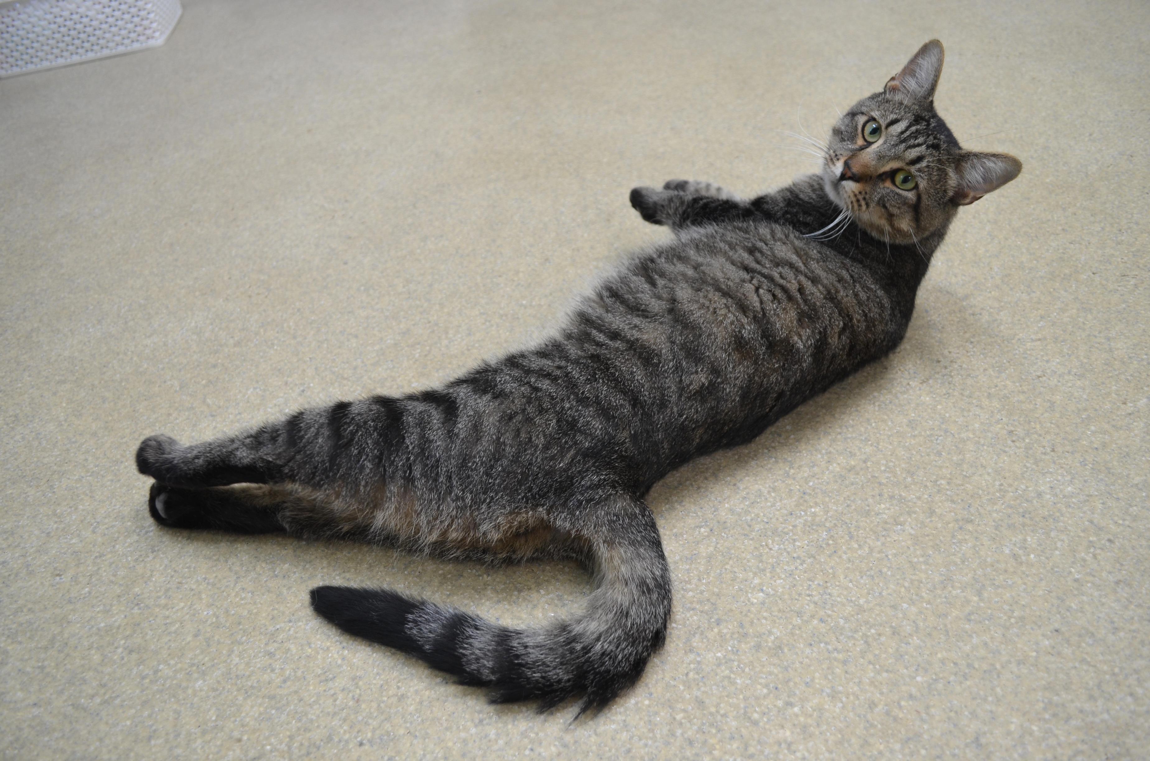 Lemon, an adopted Domestic Short Hair in Westbrook, CT image 6/6