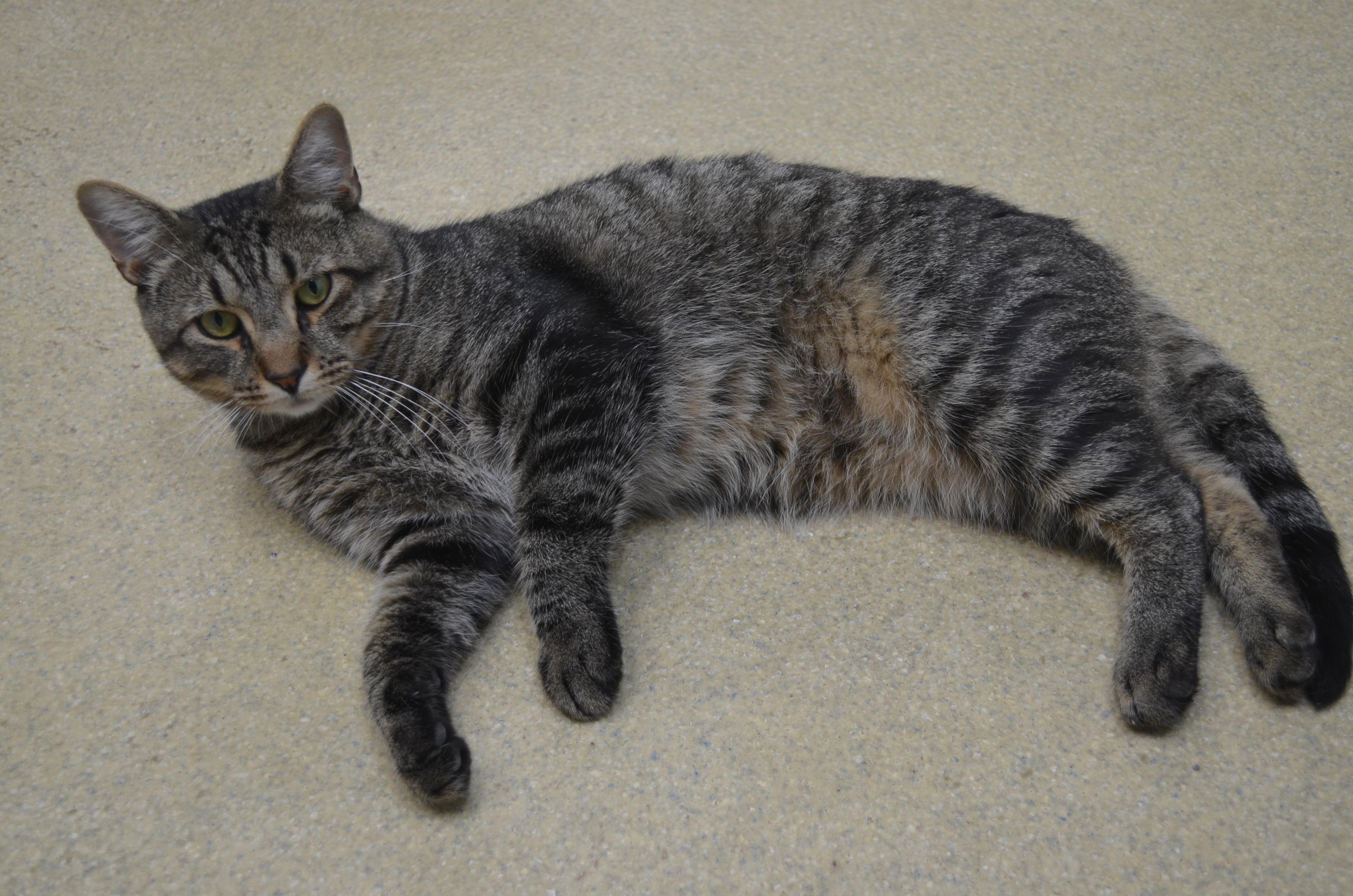 Lemon, an adopted Domestic Short Hair in Westbrook, CT image 5/6