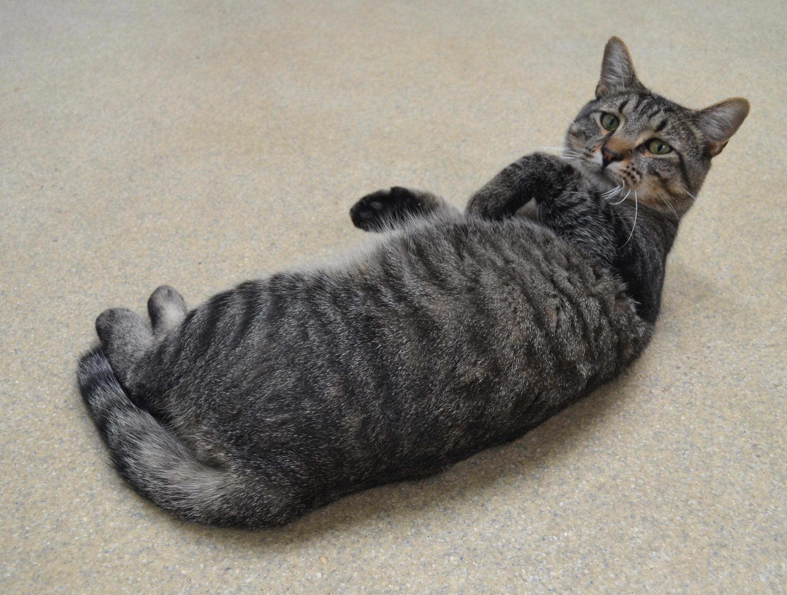 Lemon, an adopted Domestic Short Hair in Westbrook, CT image 4/6
