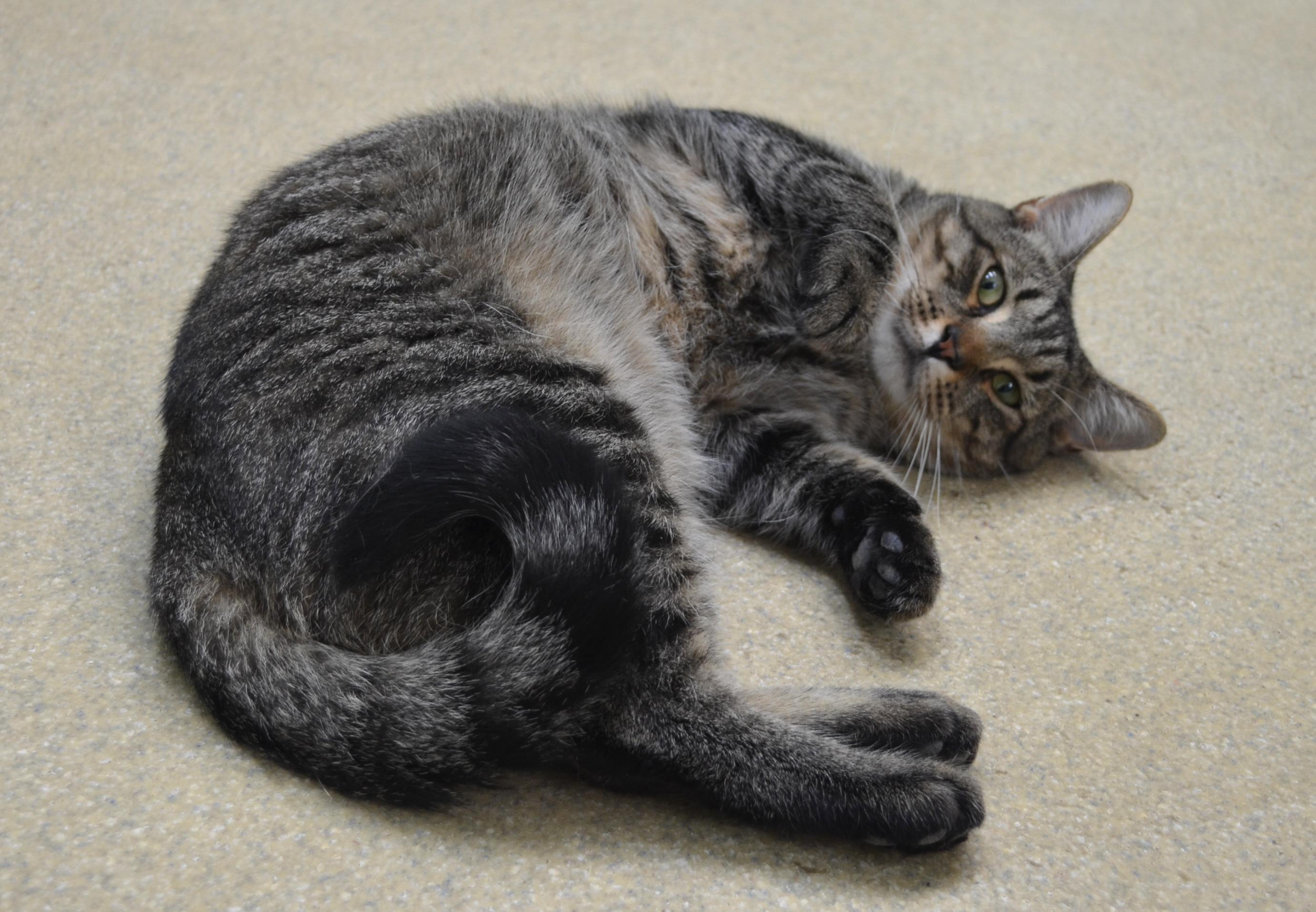 Lemon, an adopted Domestic Short Hair in Westbrook, CT image 3/6