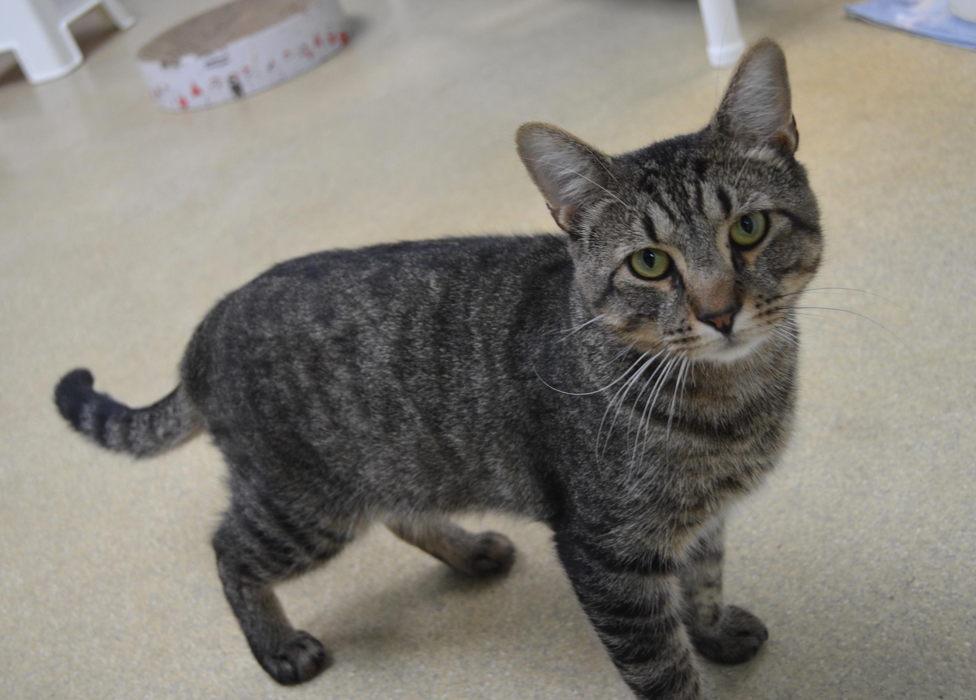 Lemon, adopted, Young Male Domestic Short Hair.