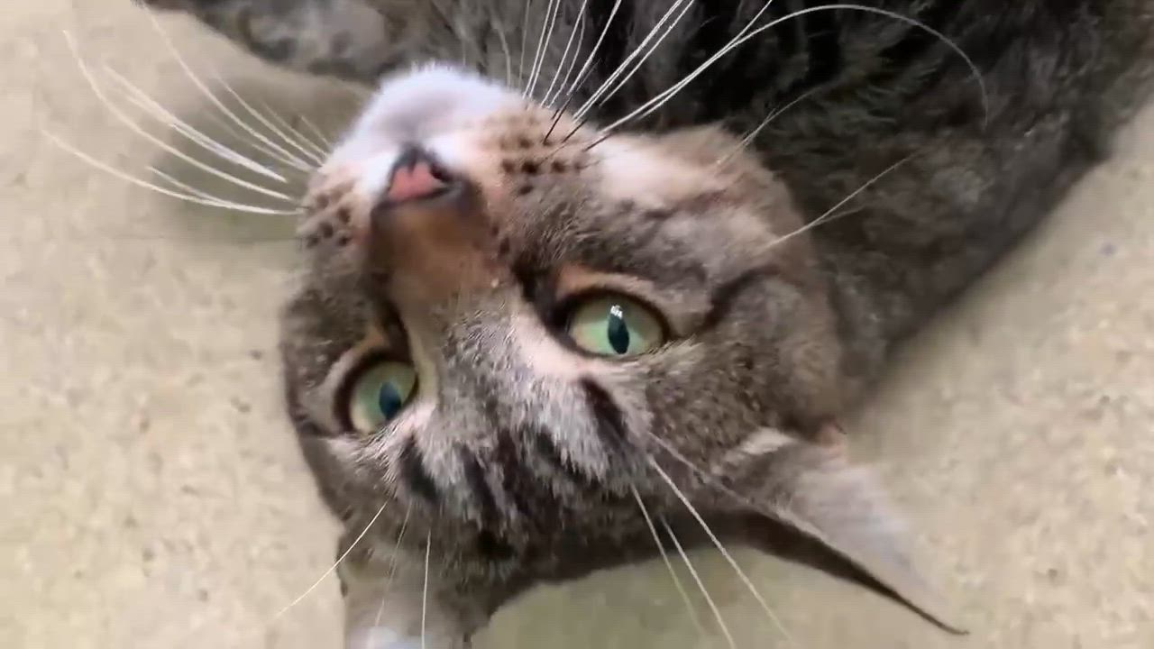 Enlarge Lemon, an adopted Domestic Short Hair in Westbrook, CT video 2/6