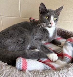 Butter, adopted, Young Female Domestic Short Hair.