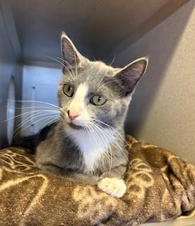 Butter, an adopted Domestic Short Hair in Mason City, IA image 3/3