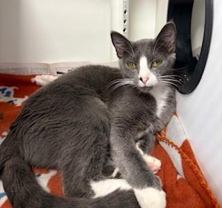 Butter, an adopted Domestic Short Hair in Mason City, IA image 2/3