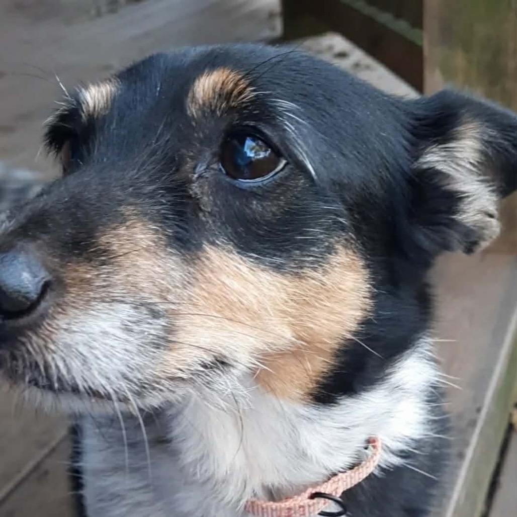 Shelly, Adoptable, Senior Female Corgi & Mixed Breed.