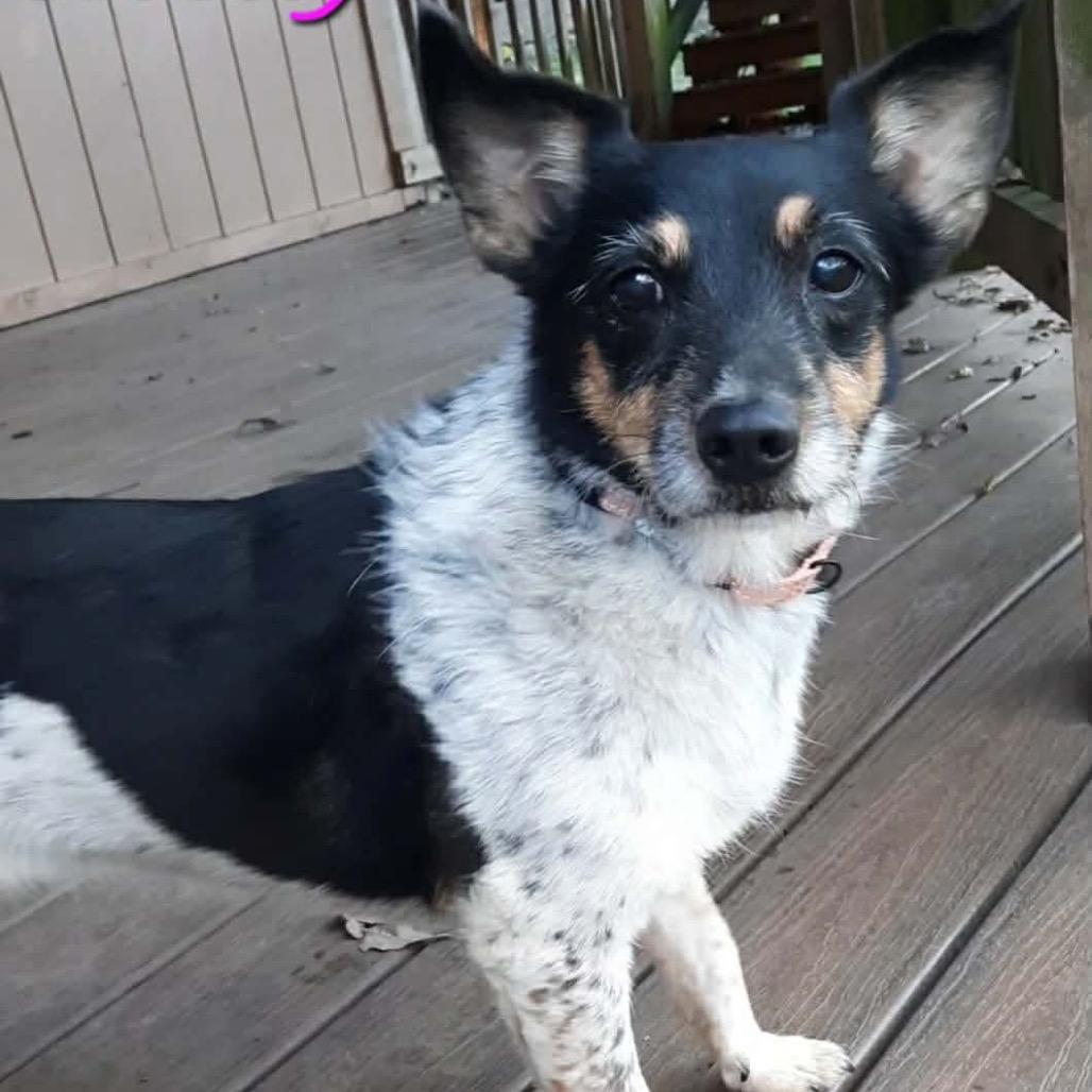 Enlarge Shelly, a Adoptable mixed breed in Olathe, KS image 2/6
