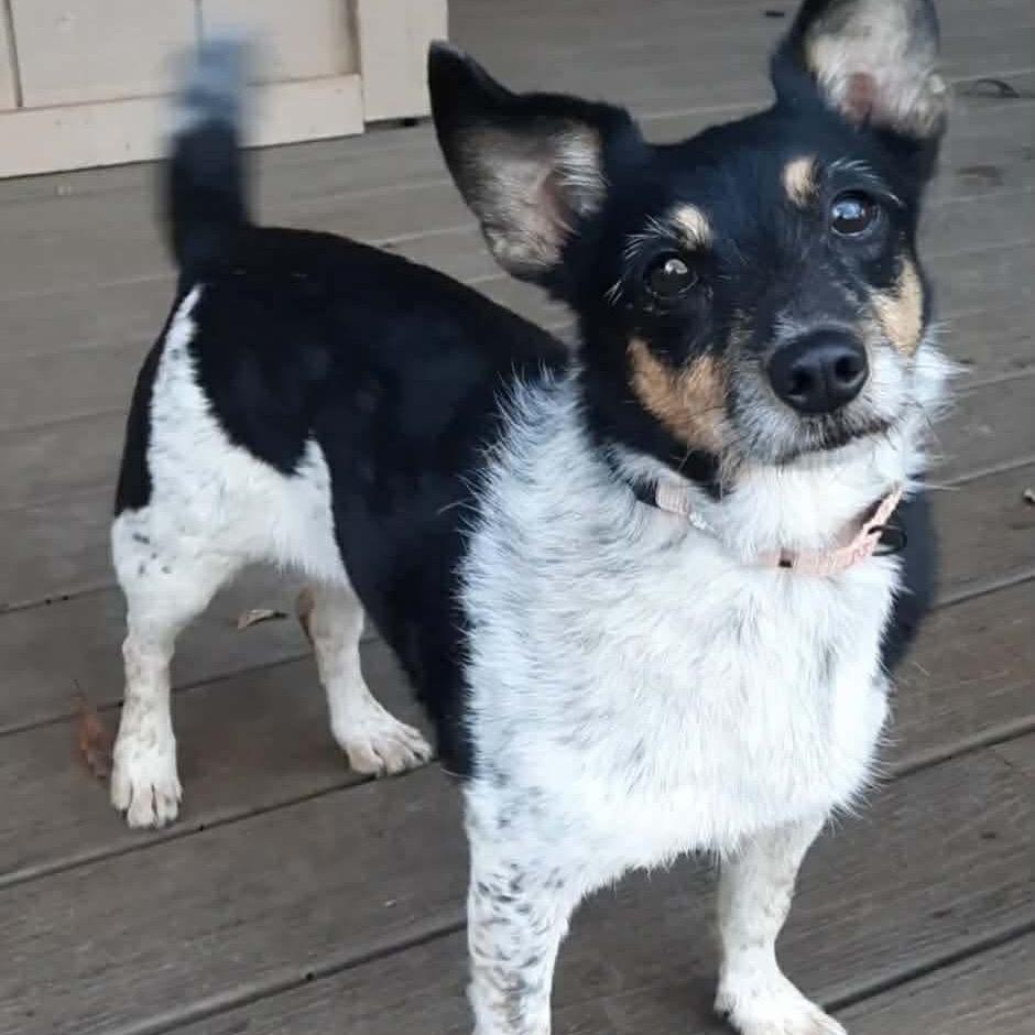 Enlarge Shelly, a Adoptable mixed breed in Olathe, KS image 3/6