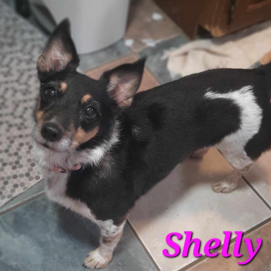 Enlarge Shelly, a Adoptable mixed breed in Olathe, KS image 4/6