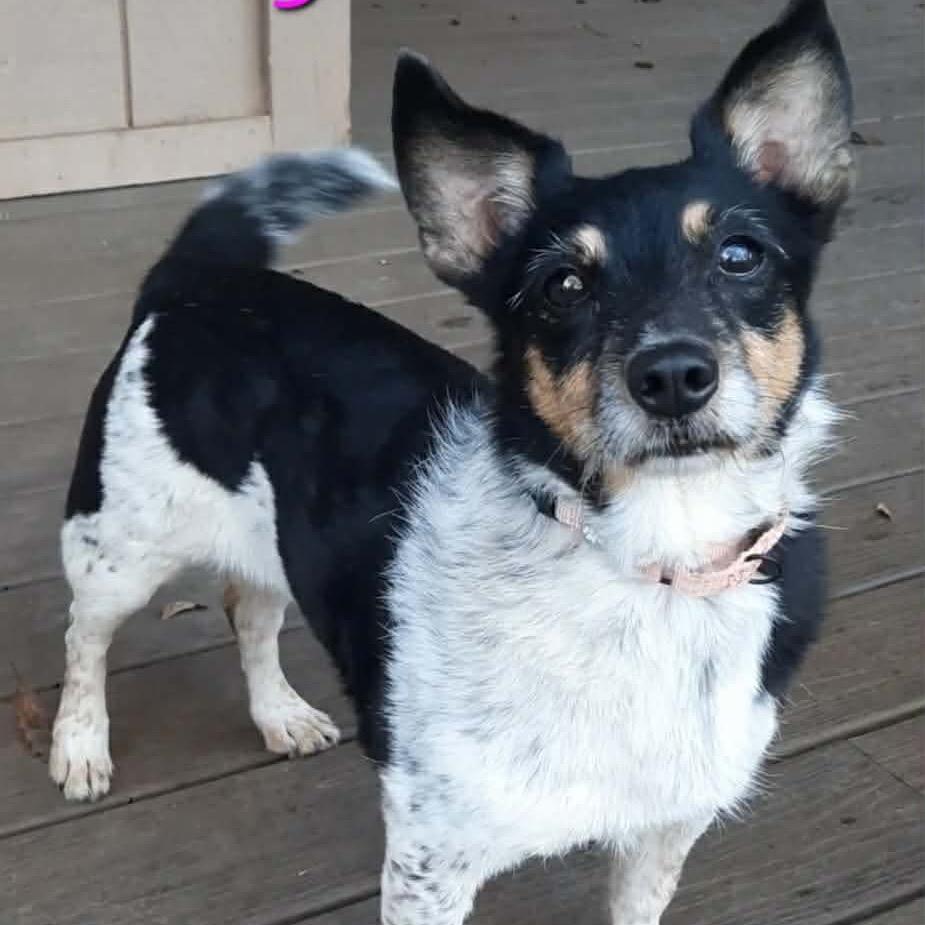 Enlarge Shelly, a Adoptable mixed breed in Olathe, KS image 5/6