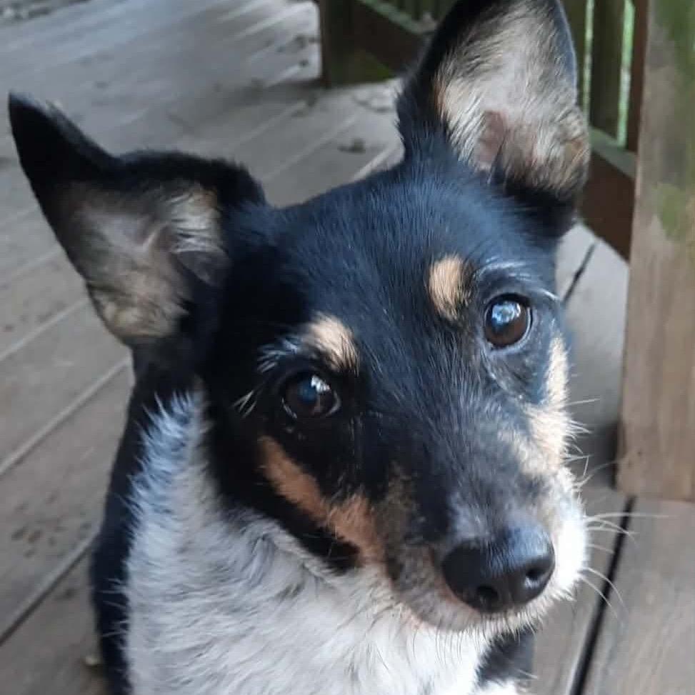 Enlarge Shelly, a Adoptable mixed breed in Olathe, KS image 6/6