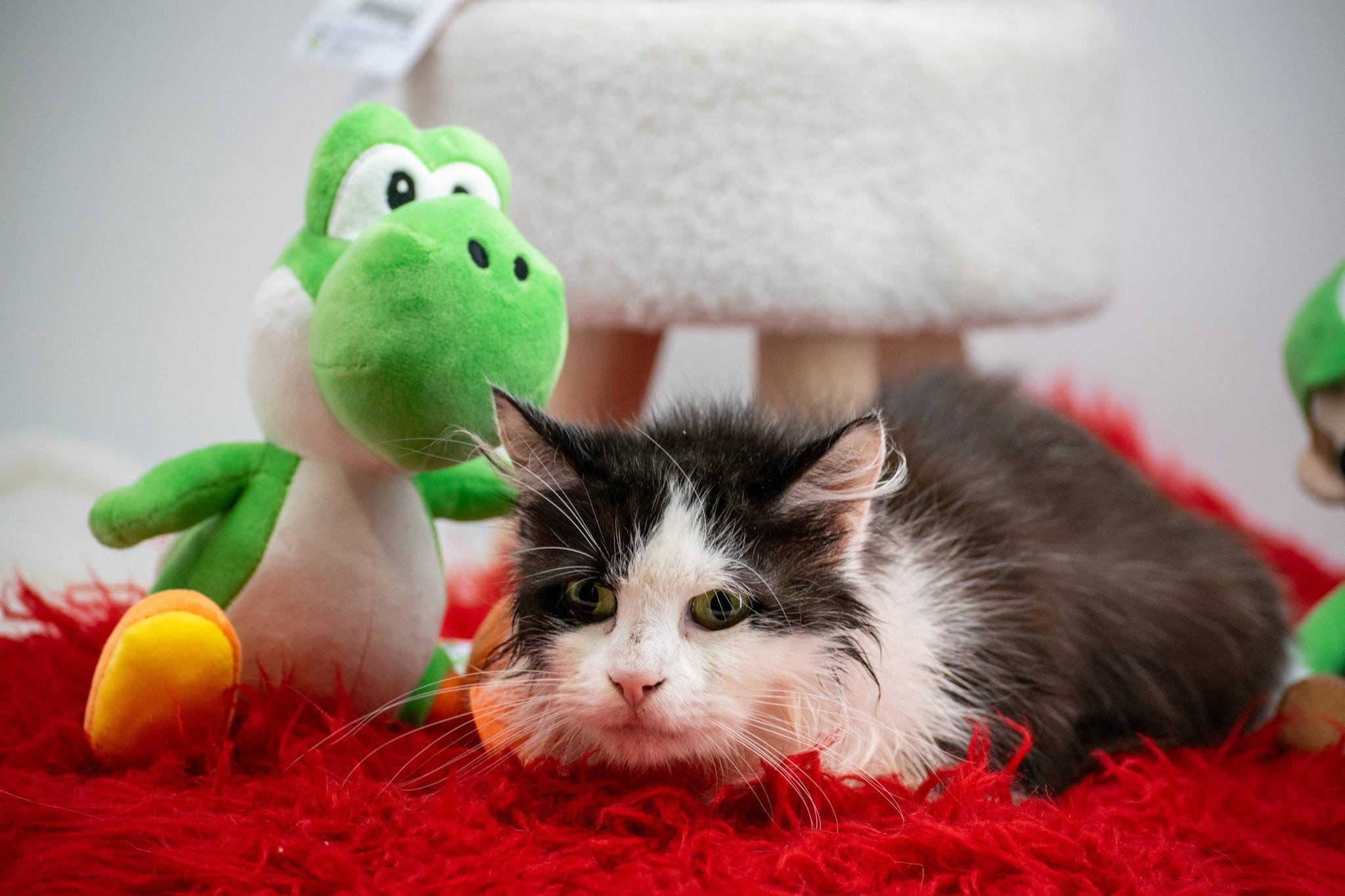 Enlarge Toshi, a ADOPTABLE Domestic Short Hair in Sevierville, TN image 4/4