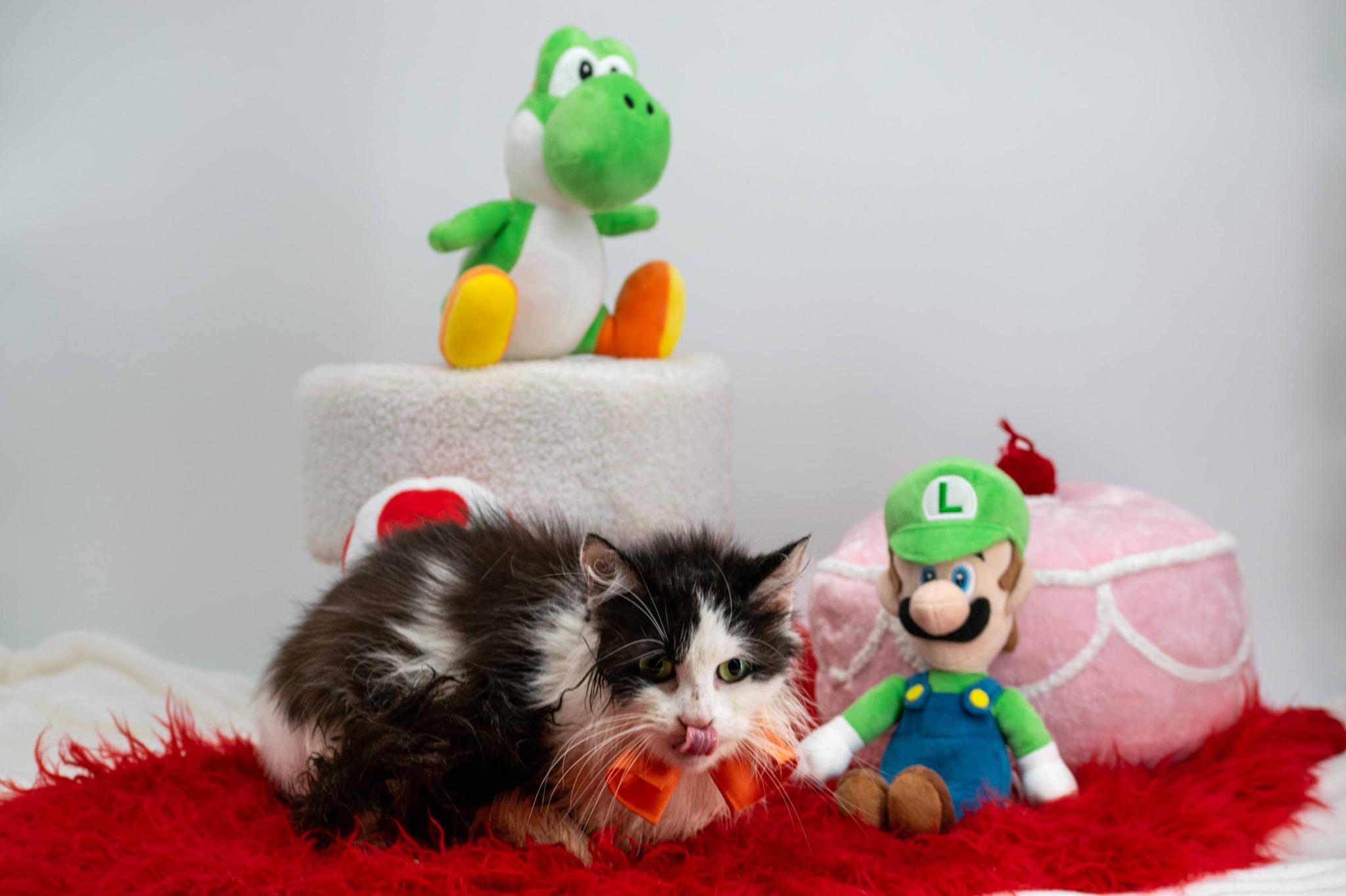 Enlarge Toshi, a ADOPTABLE Domestic Short Hair in Sevierville, TN image 2/4