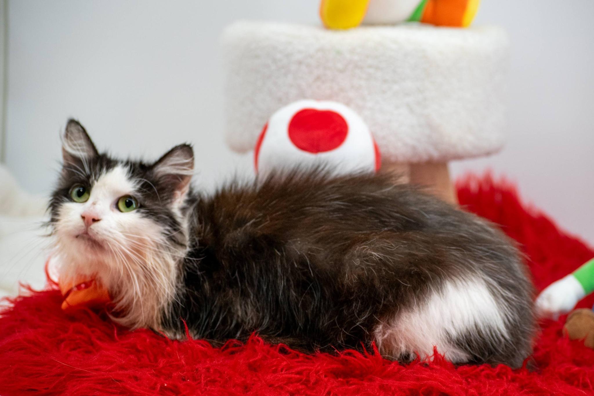 Enlarge Toshi, a ADOPTABLE Domestic Short Hair in Sevierville, TN image 3/4