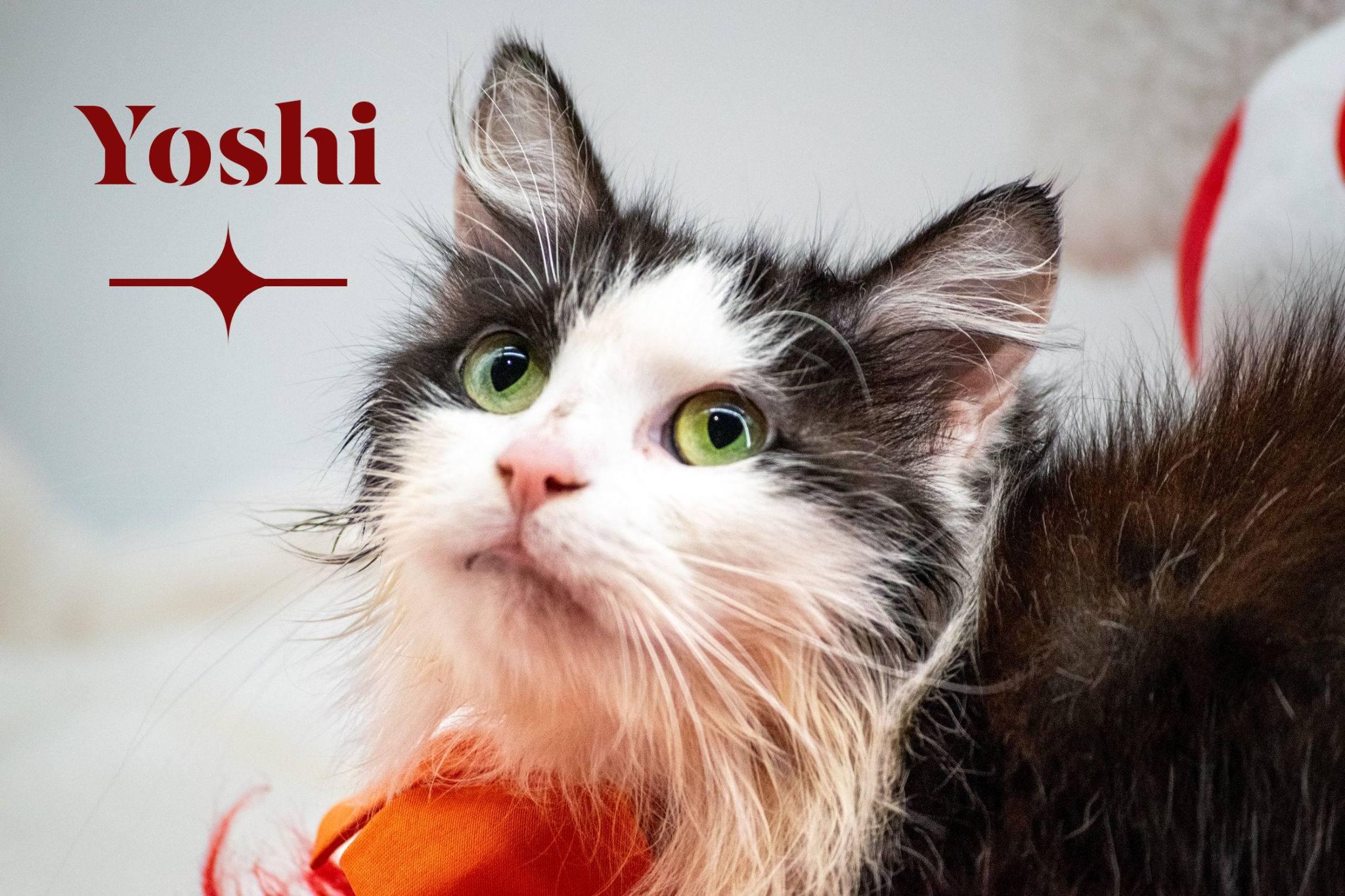 Toshi, ADOPTABLE, Adult Male Domestic Short Hair.