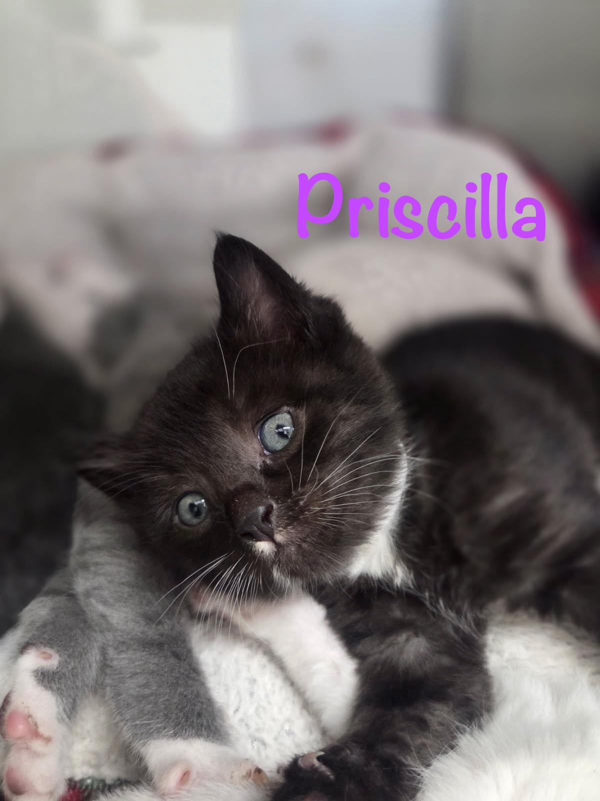 Priscilla, Adoptable, Kitten Female Tuxedo.