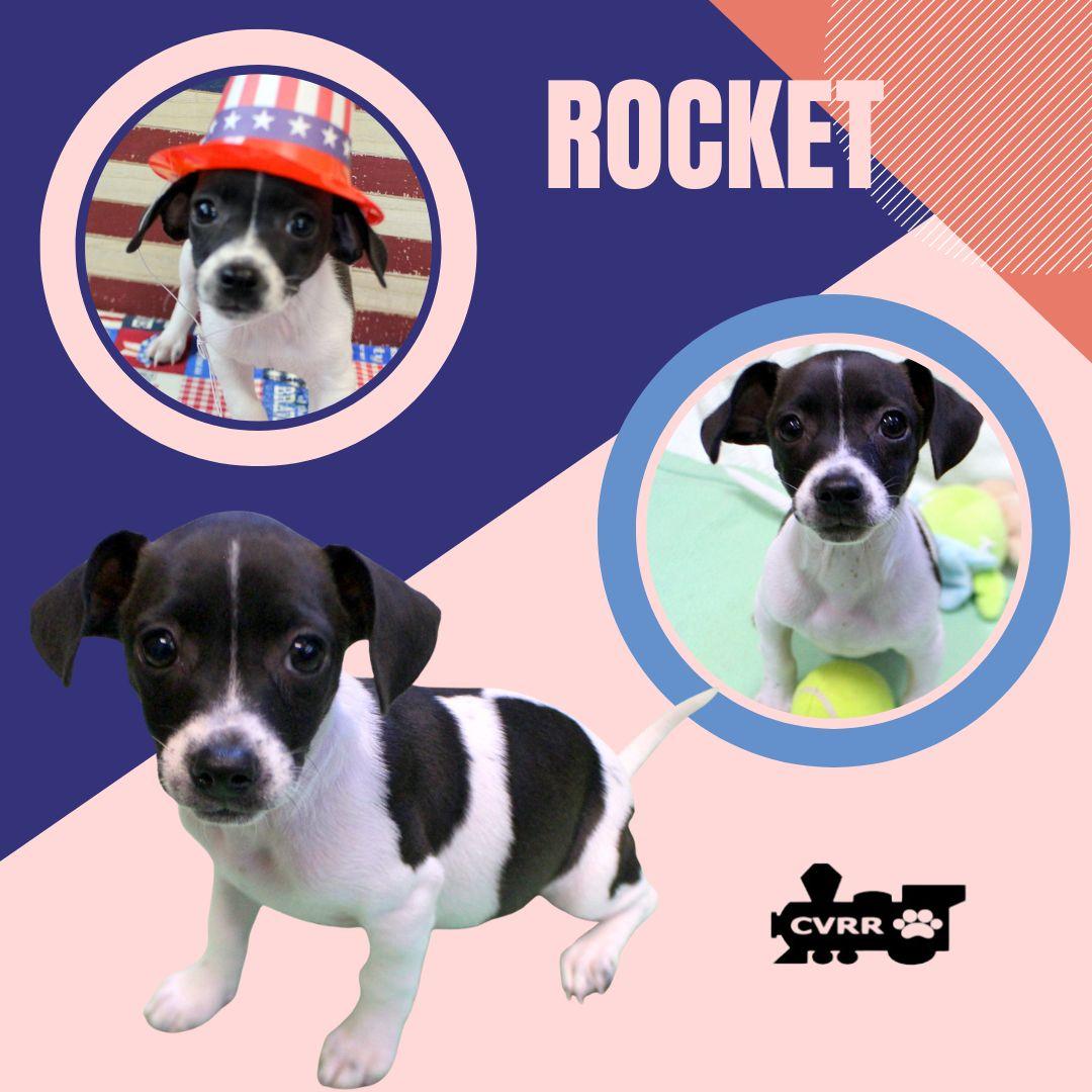 Rocket (Puppy), Adopted, Puppy Male Chihuahua & Terrier.