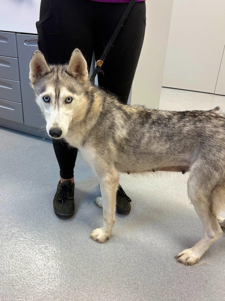 Willow Tree, Adoptable, Adult Female Husky.